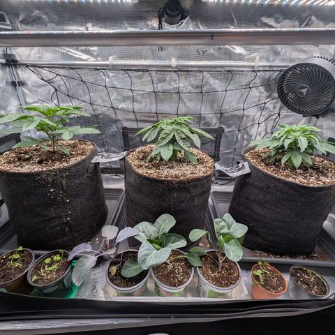 Fullgas! growlog timeline photo