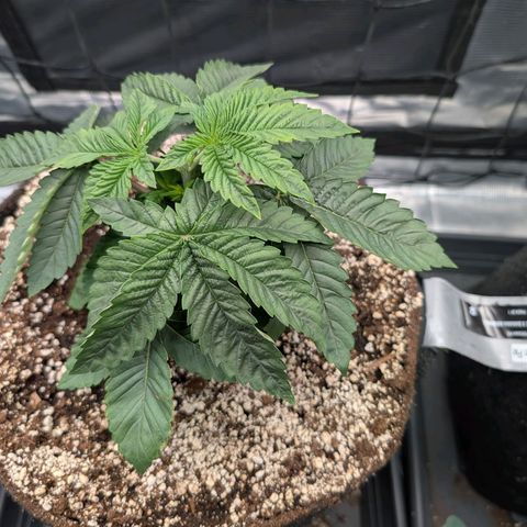 Persian Pie growlog timeline photo