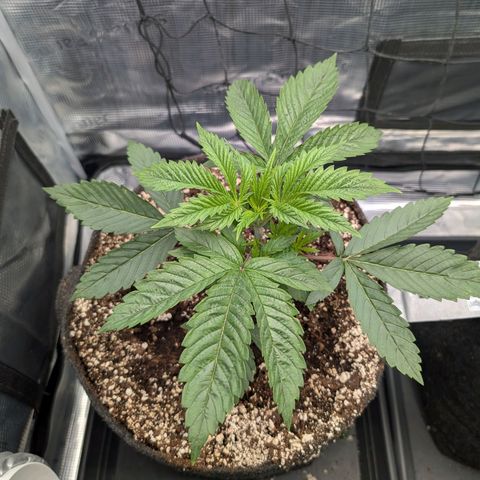 Fullgas! growlog timeline photo