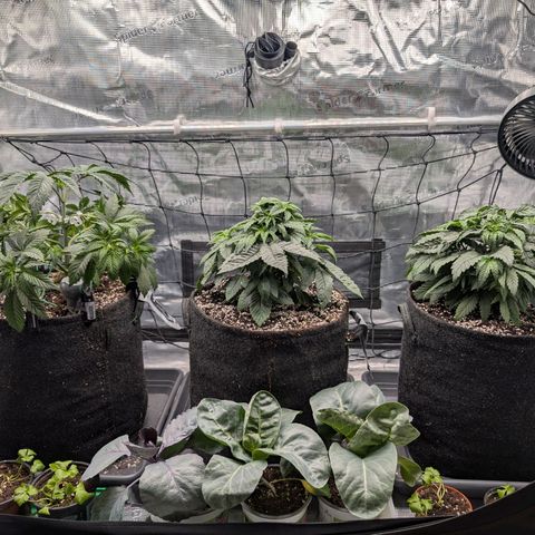Fullgas! growlog timeline photo
