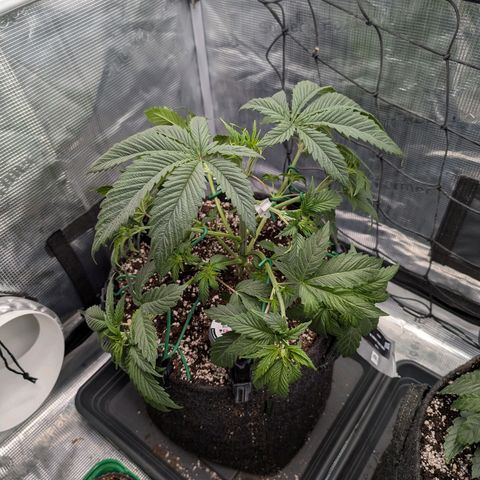 Fullgas! growlog timeline photo