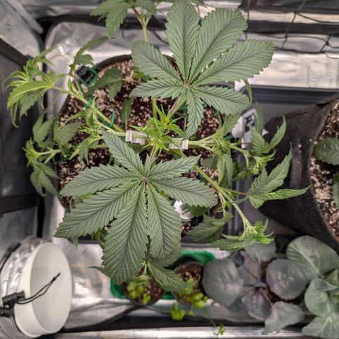 Fullgas! growlog timeline photo