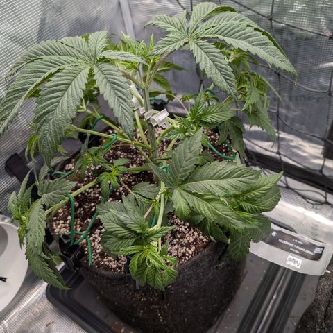 Fullgas! growlog timeline photo