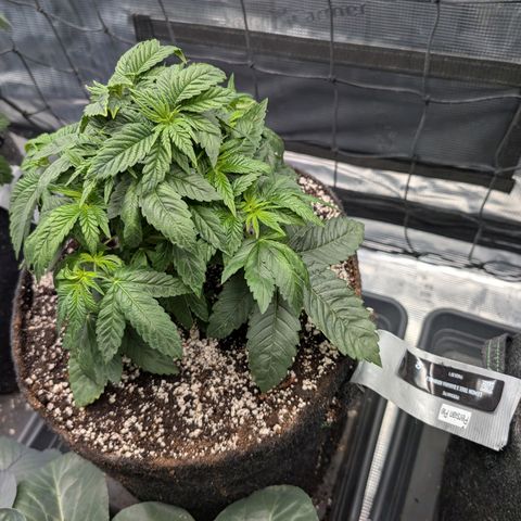 Persian Pie growlog timeline photo