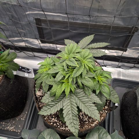 Persian Pie growlog timeline photo