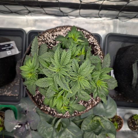 Persian Pie growlog timeline photo