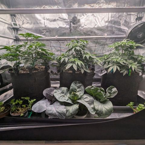 Fullgas! growlog timeline photo