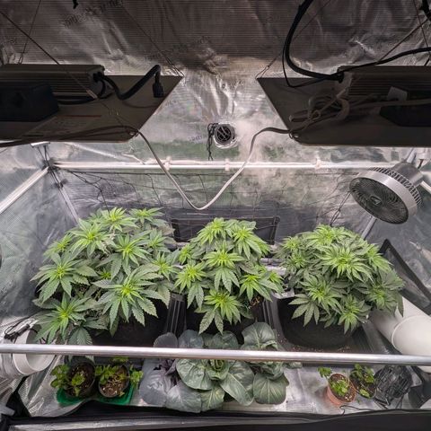 Fullgas! growlog timeline photo