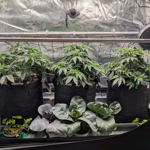 Fullgas! growlog timeline photo