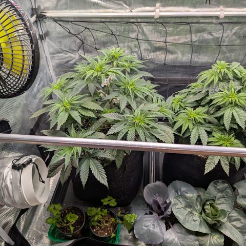 Fullgas! growlog timeline photo