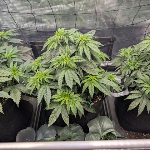 Persian Pie growlog timeline photo