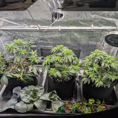 Fullgas! growlog timeline photo