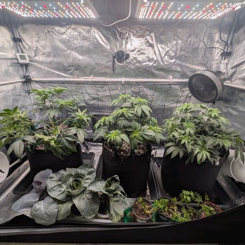 Fullgas! growlog timeline photo