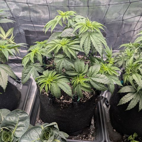 Persian Pie growlog timeline photo