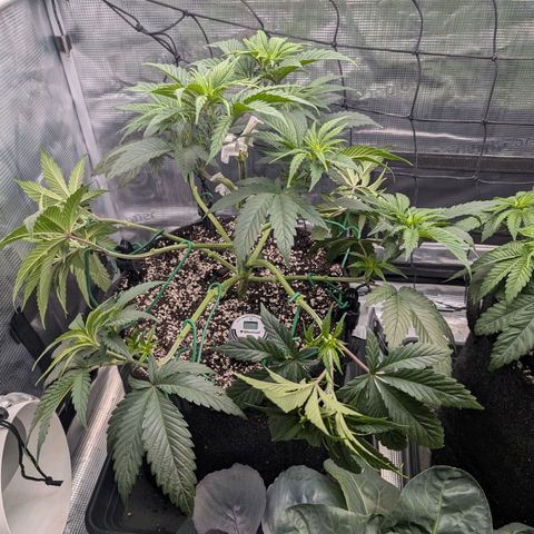 Fullgas! growlog timeline photo