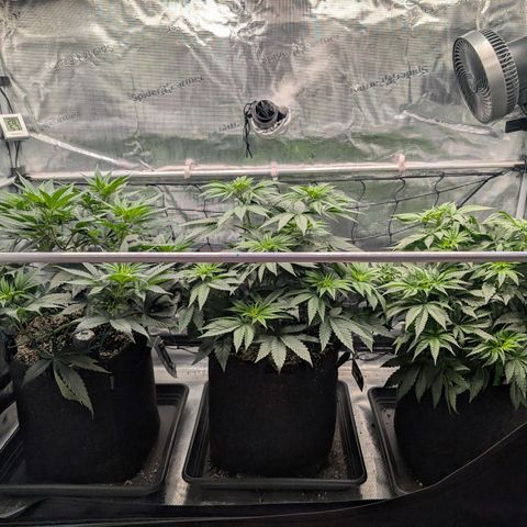 Fullgas! growlog timeline photo