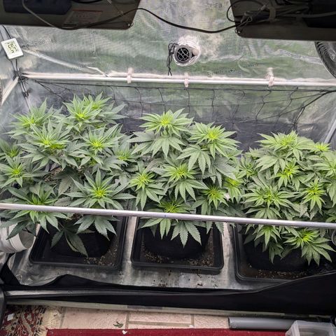 Fullgas! growlog timeline photo