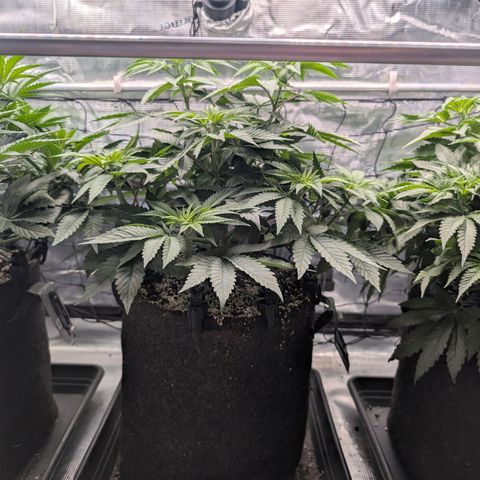 Persian Pie growlog timeline photo