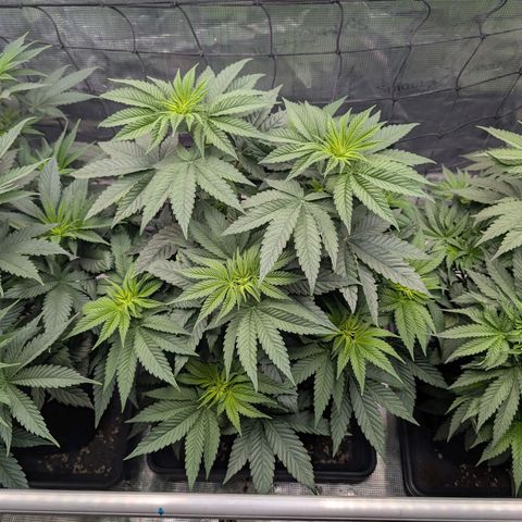 Persian Pie growlog timeline photo