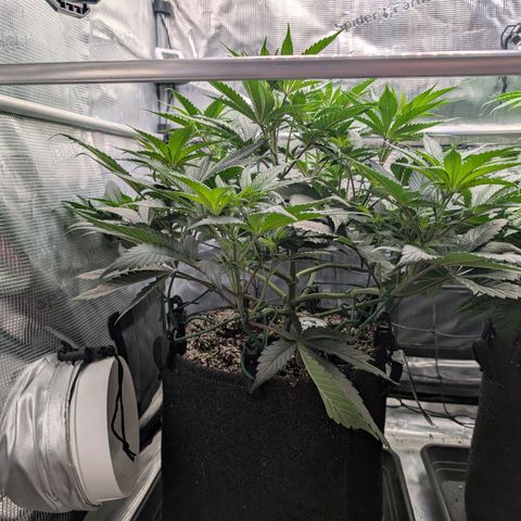Fullgas! growlog timeline photo