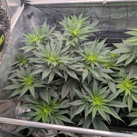 Fullgas! growlog timeline photo