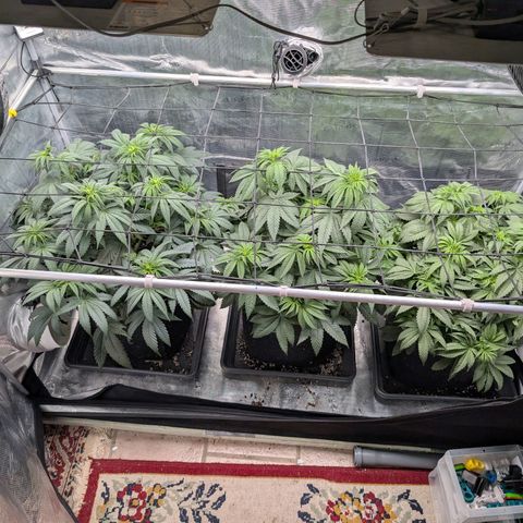 Fullgas! growlog timeline photo