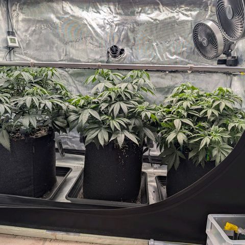 Fullgas! growlog timeline photo