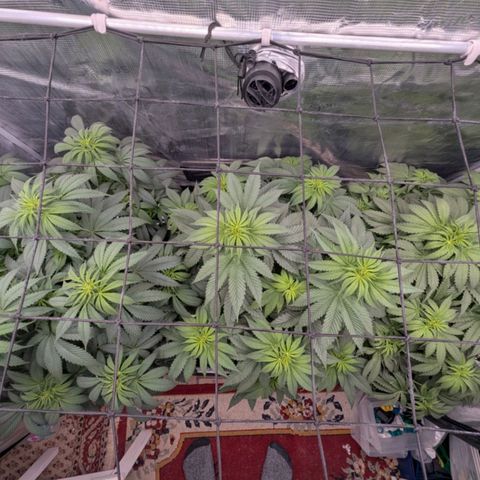 Fullgas! growlog timeline photo
