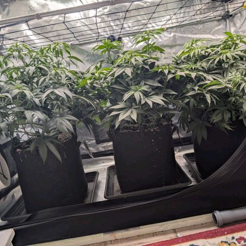 Fullgas! growlog timeline photo