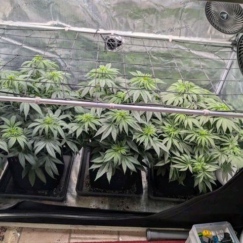Fullgas! growlog timeline photo