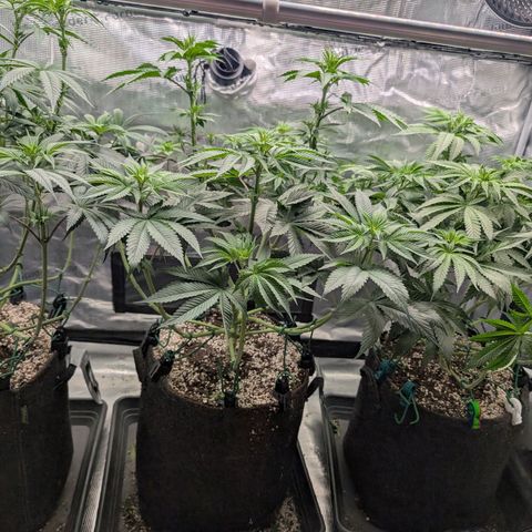 Persian Pie growlog photo: Nach Entlaubung 
