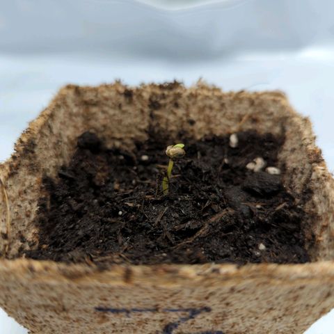 Paca growlog timeline photo