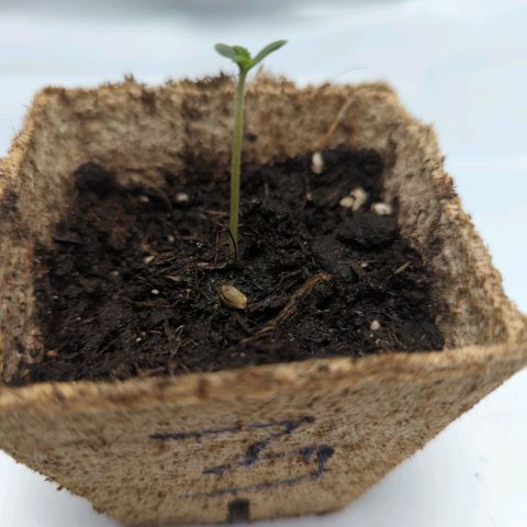 Paca growlog timeline photo