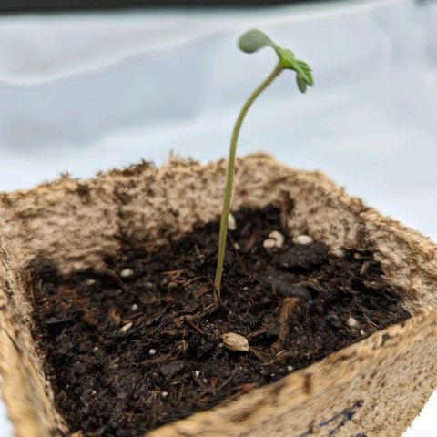 Paca growlog timeline photo
