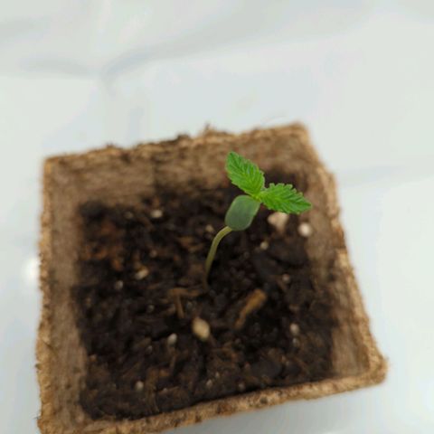 Paca growlog timeline photo