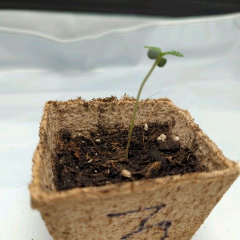 Paca growlog timeline photo