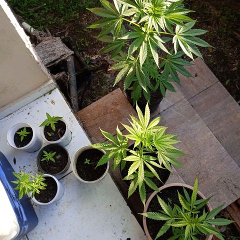 Pren sativa growlog timeline photo