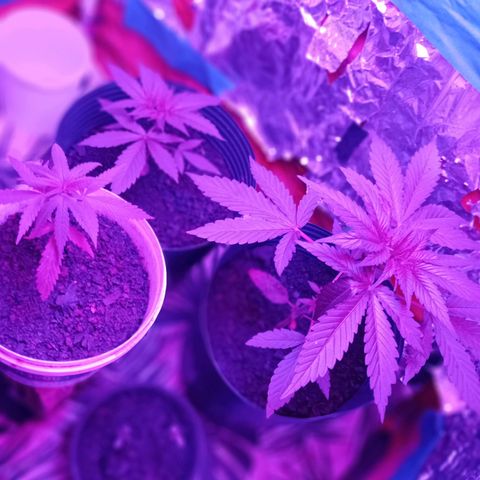Pren sativa growlog timeline photo