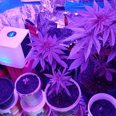 Pren sativa growlog timeline photo