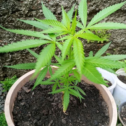 Pren sativa growlog timeline photo
