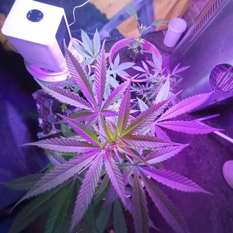 Pren sativa growlog timeline photo