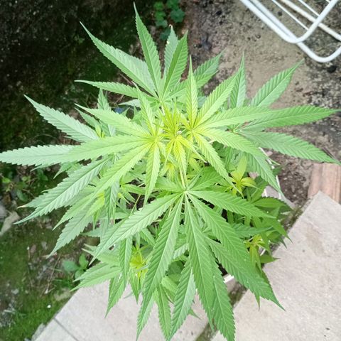Pren sativa growlog timeline photo