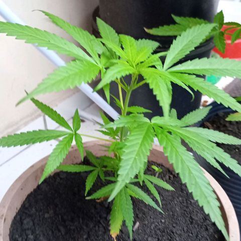 Pren sativa growlog timeline photo