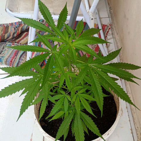 Pren sativa growlog timeline photo