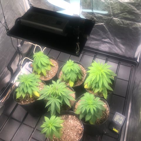 Critical +2 growlog timeline photo