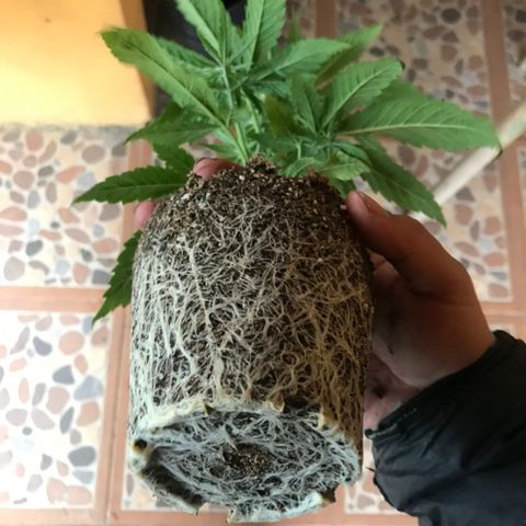 Critical +2 growlog timeline photo