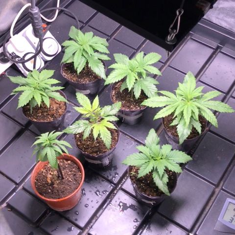 Critical +2 growlog timeline photo
