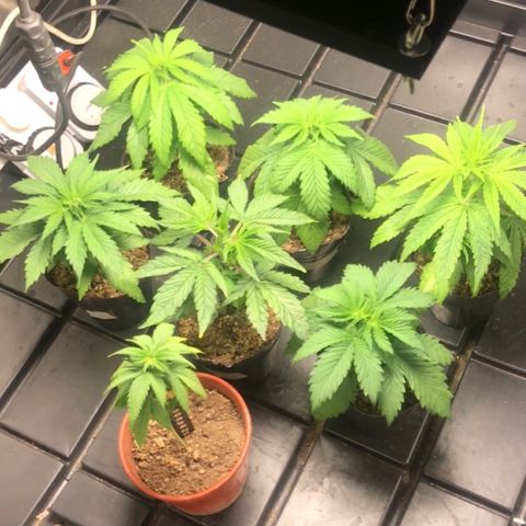 Critical +2 growlog timeline photo