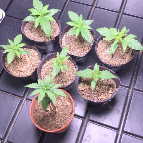 Critical +2 growlog timeline photo