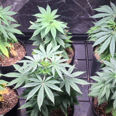 Critical +2 growlog timeline photo